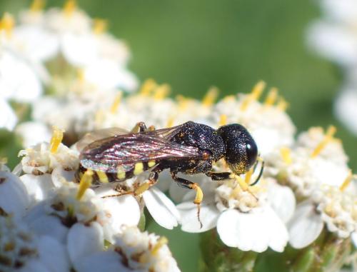 Réf. 296 731 : Lestica clypeata